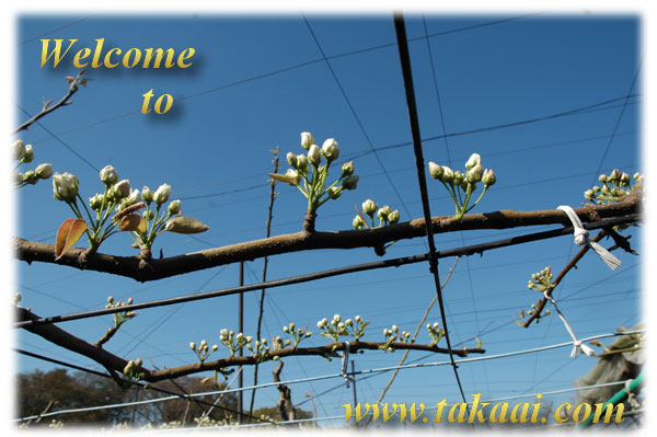 千葉県松戸市：高愛梨園