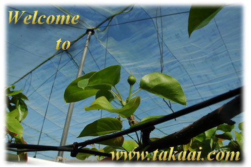 千葉県松戸市：高愛梨園